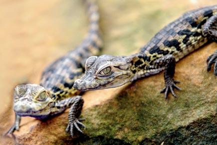 Baby crocodiles, who went missing from zoo, may have been stolen