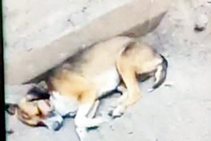 Navi Mumbai: Law student assaults resting stray dog with a bat