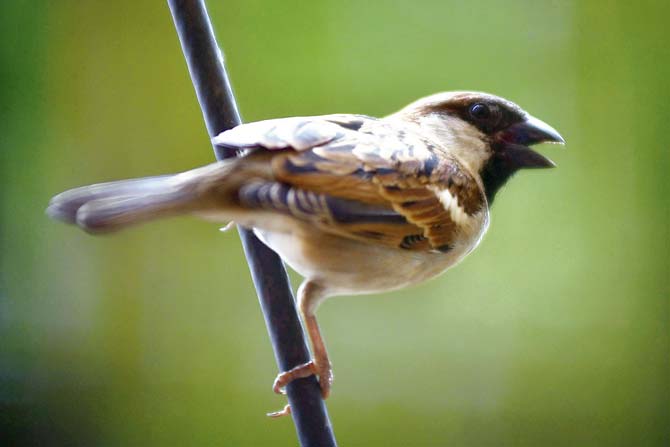 Mobile phone towers have led to a drop in the sparrow population