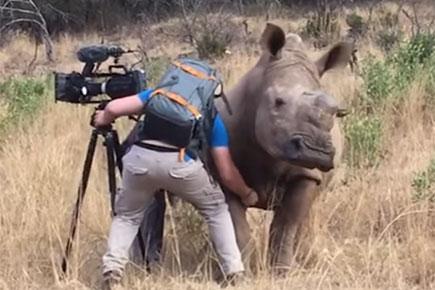 Watch video: Rhino gets a warm belly rub from a cameraman