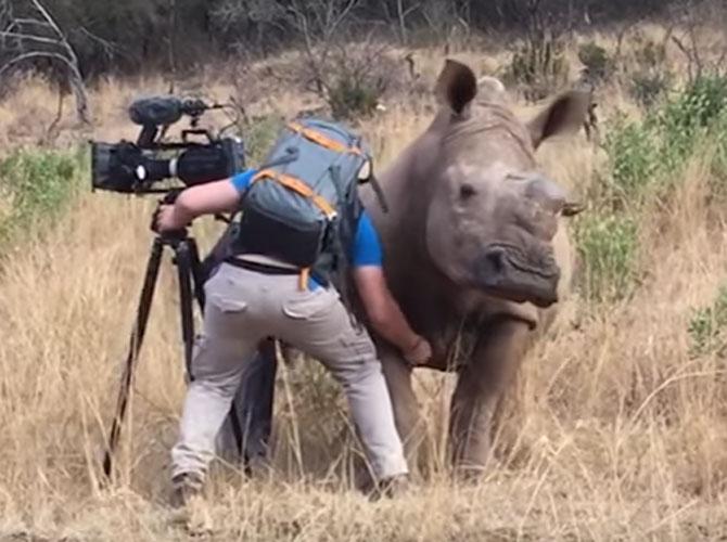 Watch video: Rhino gets a belly rub from a cameraman