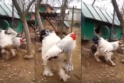 Watch Video: 'World's biggest chicken' terrifies viewers
