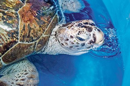 Thailand's 'piggy bank' turtle dies