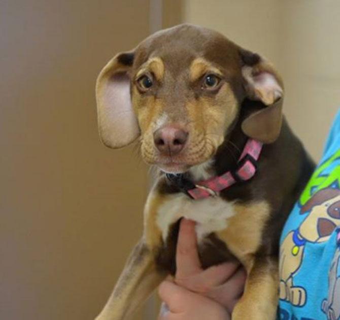 Former shelter dog helps save 3-year-old girl who was left naked, alone