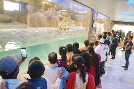 Mumbai: BMC tries to get its penguins in a row for weekend