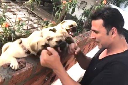 This video of Akshay Kumar 'boxing' with pugs will make your day!