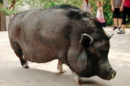 This pot-bellied pig understands English and Spanish