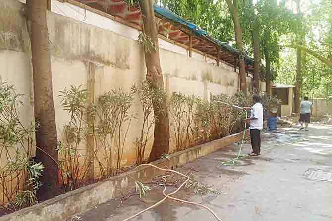 The plants being nurtured in a housing society compound