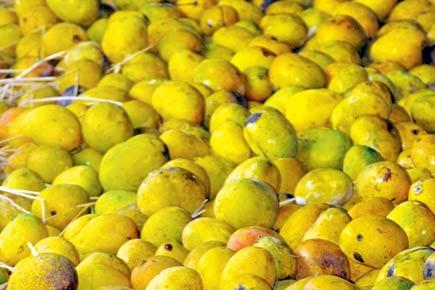 Australia to import Indian mangoes for first time