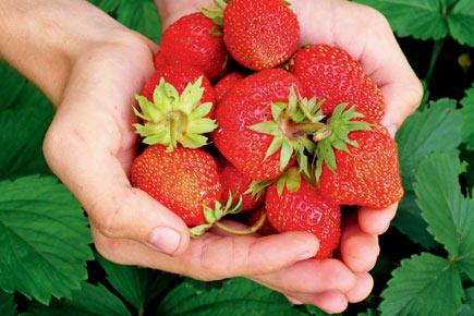 Craving for strawberries from Mahabaleshwar? Head to this food fest in Bandra