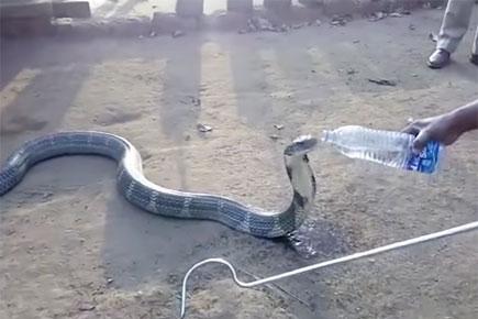 Watch video: King Cobra drinks water from bottle just like humans