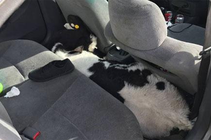 Police finds two calves crammed inside a car in California