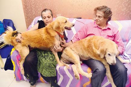Mumbai's richest canines: Couple leaves Rs 5 cr wealth to 2 retrievers