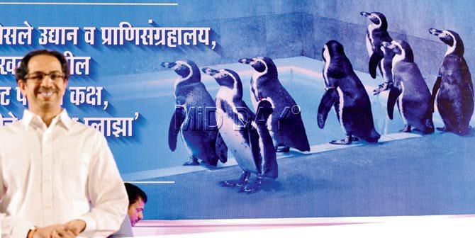 Shiv Sena chief Uddhav Thackeray inaugurates the Humboldt penguin exhibit at Byculla zoo on Friday, which saw thousands of spectators, including politicians, their families, zoo staff and media persons. Pics/Suresh Karkera