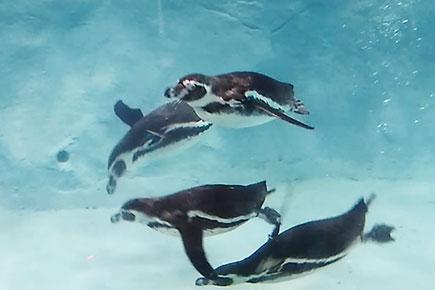 Humboldt penguins have fun in water