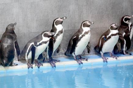 Mumbai: Congress leader demands 'desi' names for 7 Humboldt penguins