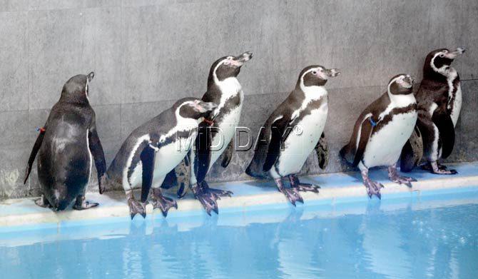 The penguins have been in quarantine since last July. Pic/Bipin Kokate