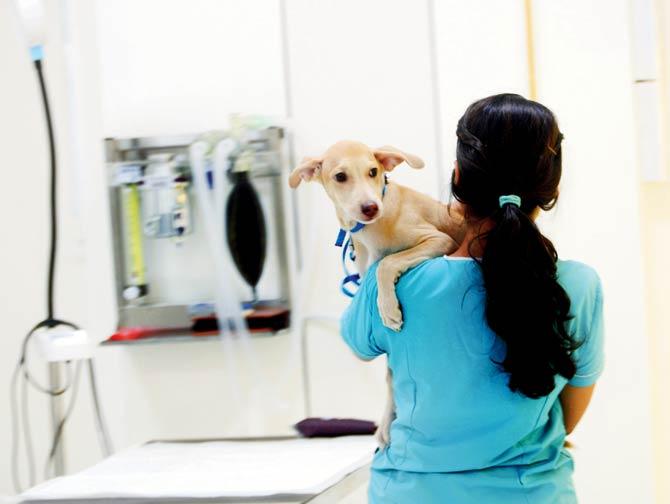 The clinic came under BMC’s scanner after a pet owner from Colaba filed a complaint against it