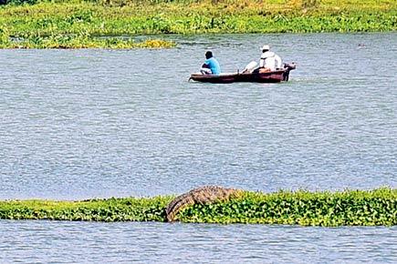 Camouflage at its best? Crocodile spotted in Powai Lake