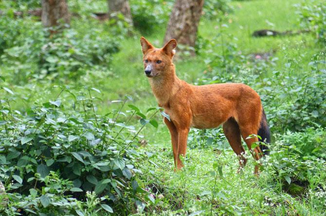 New study presents size estimate of Asiatic wild dogs based on camera trap