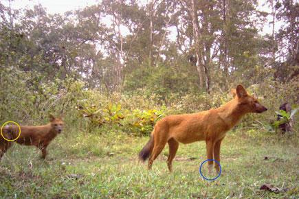 New study presents size estimate of Asiatic wild dogs based on camera trap