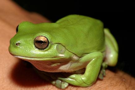 World's first fluorescent frog discovered in South America