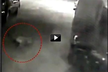 Watch Video: Brave dog chases away leopard in Goregaon
