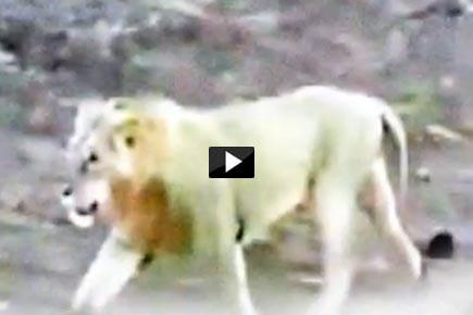 Watch Video: 3 lions spotted taking stroll in Gujarat village 
