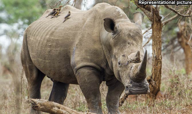 Fatal road accident leads to recovery of rhino horn in Assam