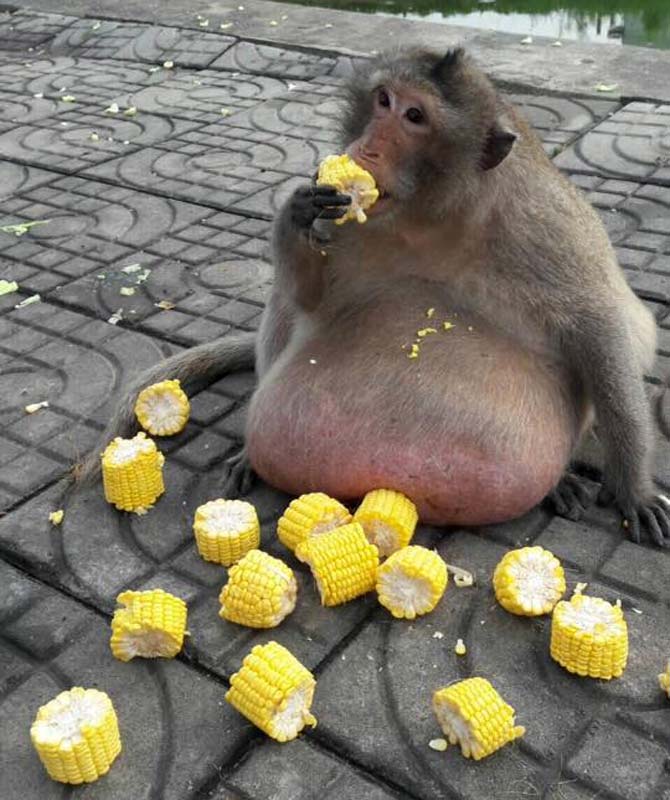 Fat monkey sent to weight loss camp for exercise and dieting
