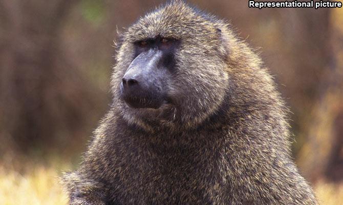 Gay baboon rapes men in South African village