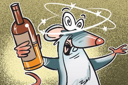 Cheers! Rodents guzzle down seized liquor in Bihar police stations