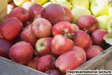 Mumbai: 2 held for smuggling drugs worth Rs 7.2L hidden in apple boxes
