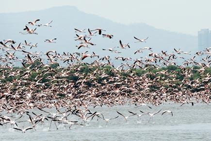 Free entry for visitors on Day 1 at Thane Creek Flamingo Sanctuary