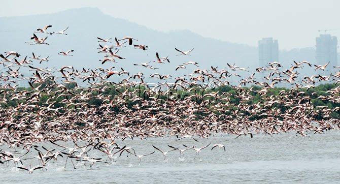 Thousands of flamingos take flight at the newly-opened flamingo sanctuary at Airoli on Sunday. Pics/Datta Kumbhar