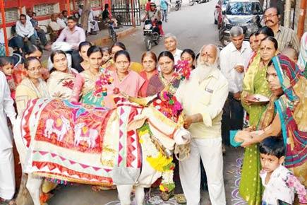 Over 200 attend grand fest held to celebrate cow's pregnancy in Thergaon