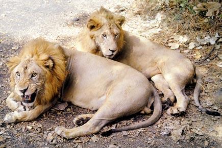 Forest department urges Mumbaikars to adopt more wild animals at SGNP