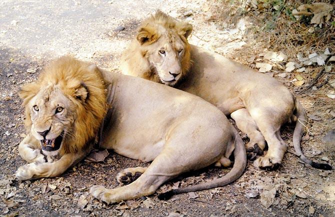 Three lions at the SGNP are up for adoption. REPRESENTATIONAL PIC