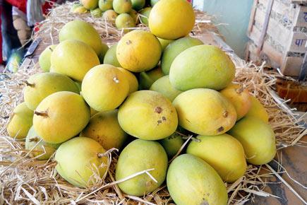 Violence over mangoes: Dombivli man assaults, shoots brother