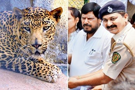 Mumbai: Ramdas Athawale adopts leopard in son's name at SGNP