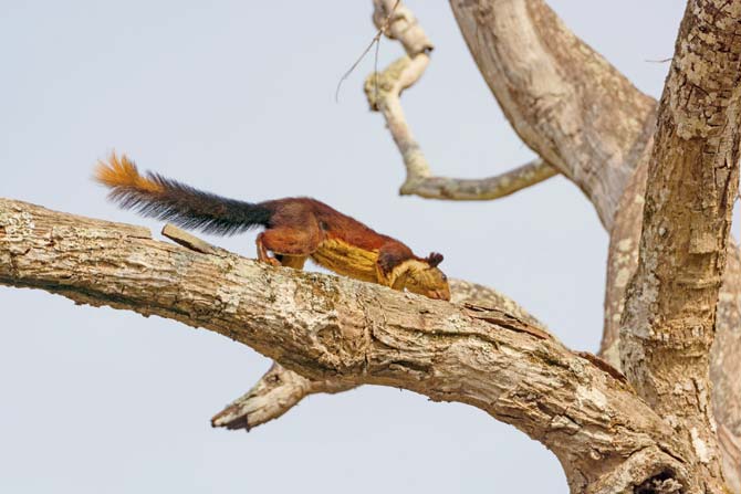 The Great Indian Squirrel