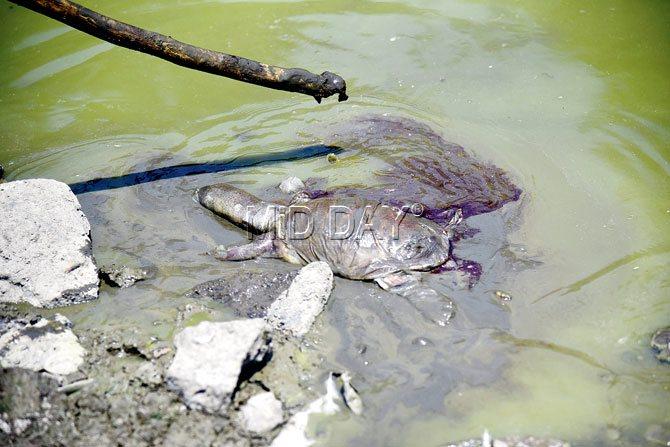 The decade-old lake on Kalina campus has been steadily going dry and throwing up dead fish and turtles. Pics/Sameer Markande
