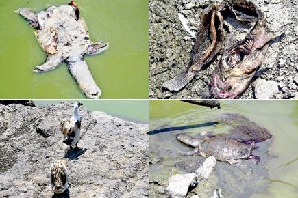 Mumbai University's artificial lake dries up, turles and fish die
