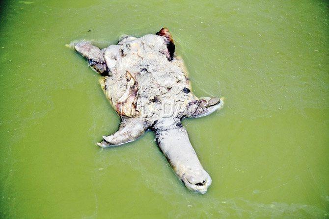 A dead turtle in the lake on Kalina campus. Pic/Sameer Markande