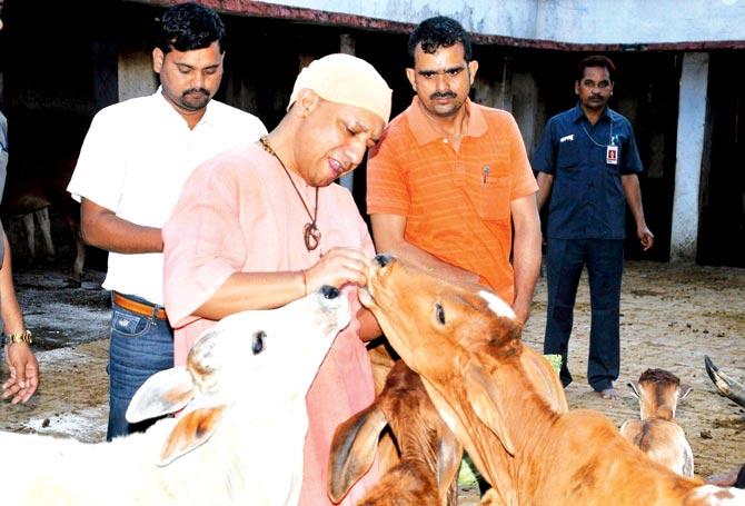 We have protected cows like anything. We have murdered and beaten up people who travel with cows like anything. UP CM Yogi Adityanath is seen feeding cows at the Gorakhnath temple in Gorakhpur on Saturday. Pic/PTI