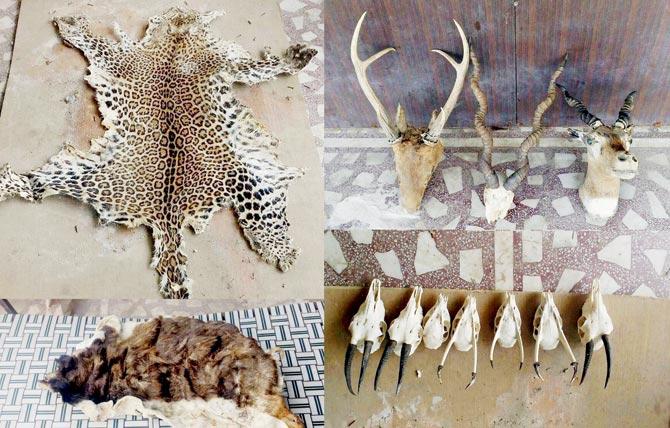 Animal pelt and skulls that were recovered from Col (retired) Devendra Kumar Bishnoi