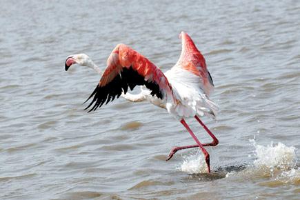 Don't litter at Thane Creek Flamingo Sanctuary, state has eyes on you