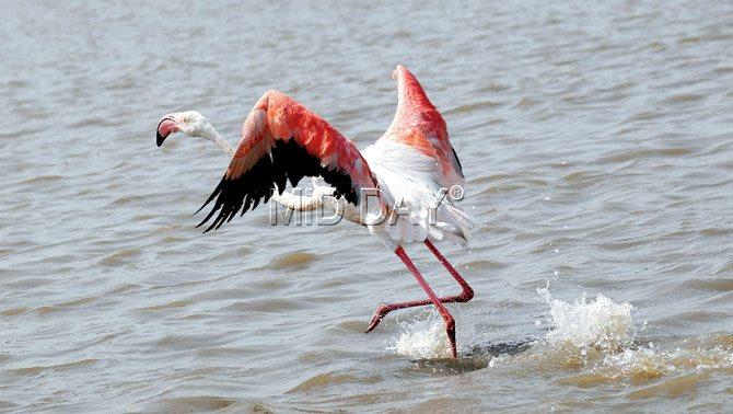 A flamingo wades through the water at the newly-opened flamingo sanctuary in Airoli on Monday. Pic/Datta Kumbhar