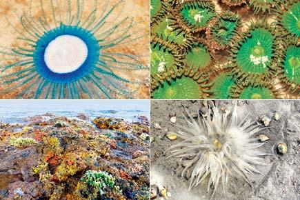 Mumbai: Marine enthusiasts to start awareness of sea creatures