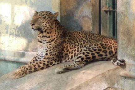 Photos: 17-year-old female leopard Radha dies at Mumbai's SGNP